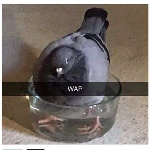 Meet your Posher, Andra